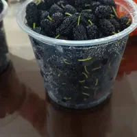 شاتوت|خوردنی و آشامیدنی|جلین, |دیوار