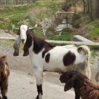 نر بزنجدی|حیوانات مزرعه|کنگاور, |دیوار