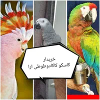 کاسکو و کاکادو و طوطی ارا معاوصه و خرید