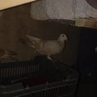 کبوتر ومرغ مینا و مرغ عشق|پرنده|گنبد کاووس, |دیوار