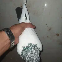 کفتر|پرنده|شباب, |دیوار