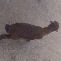 بره شیری ماده|حیوانات مزرعه|مشهد, ایثار|دیوار