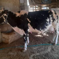 یک راس گاو ماده|حیوانات مزرعه|بندر ماهشهر, |دیوار