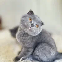 گربه اسکاتیش بلو