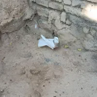 کبوتر طوقی  نر|پرنده|داران, |دیوار