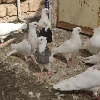 کفتر کبوتر طوقی هفت رنگ