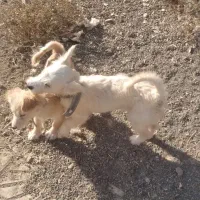 واگذاری سگ پاکوتاه|سگ|کاشان, راوند|دیوار