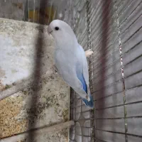 طوطی کوتوله برزیلی