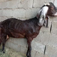 گوسفند پاکستانی|حیوانات مزرعه|جیرفت, |دیوار