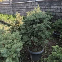 نوعل آبی  فتونیا پالم آبیس  پایه مورت