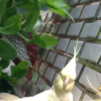 دو جفت عروس هلندی نرو و ماده