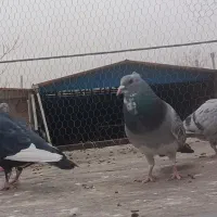 نر بدرنگ پلنگ گردن کلفت|پرنده|کرمان, |دیوار