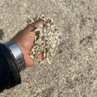 عرضه تفاله تر چغندر قند