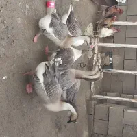 فروش قو قاز