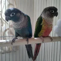 جفت طوطی گرینچیک