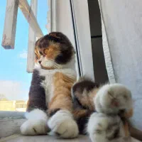 گربه دو نژاده برایش اسکاتیش