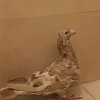 پلاکی و بهبونی و کفتر رایگان