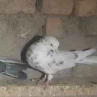 کفتر|پرنده|شاهرود, |دیوار