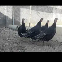 ۵ عدد بوقلمون ماده بزرگ|حیوانات مزرعه|شهرکرد, |دیوار