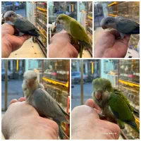 راهب جوجه نرمخور و دونخور رنگ های زیبا