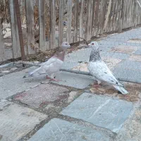 یک جفت هفرنگ فروشی