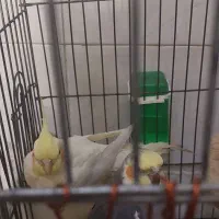 فروشی عروس هلندی|پرنده|قرچک, شهرک طلائیه|دیوار