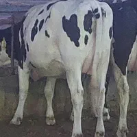 گاو شیری شکم یک و دو وتلیسه ابستن