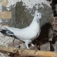 غریب گیری|پرنده|قائمشهر, |دیوار