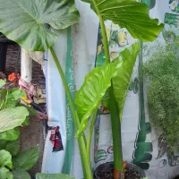 باباادم دوتا ۳۰۰تومن بزرگ کوچک کلی دونه ای ۵۰تومن