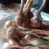پیش فروش پیاززعفران برای گلخانه ومزرعه