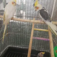 عروس هلندی مولد|پرنده|اسلامشهر, شهرک سعیدیه|دیوار