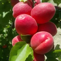 نهال زرد آلو|خدمات باغبانی و درختکاری|مرند, |دیوار