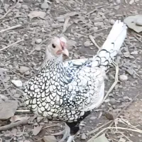 مرغ خروس سیبرایت (چینی)