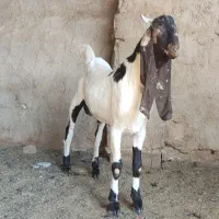 کهره نر پاکستانی