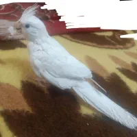 عروس آلبینو سخنگو