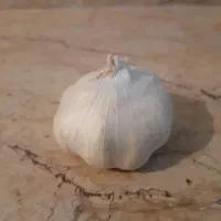 پخش سیر همدان