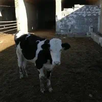 گاووگوساله