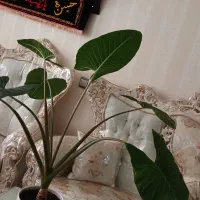 گل گیاه اپارتمانی بابا ادم قشنگ|گل و گیاه طبیعی|قم, آذر (نکویی)|دیوار