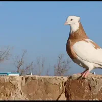 کبوتر  رنگی