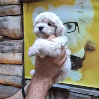 واگذاری سگ مالتیپو