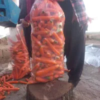 ارسال هویج|خوردنی و آشامیدنی|تهران, حر|دیوار