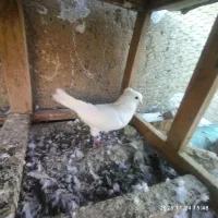 کبوتر وجفتگاه|پرنده|سرخنکلاته, |دیوار