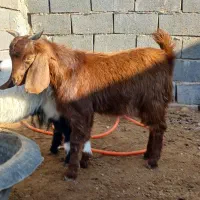 تعداددوعددبزغاله بفروش میرسد