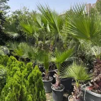 اجرای فضای سبز و فروش گیاه به صورت نقد و چک