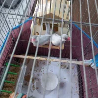 فنچ نرگسی مولد|پرنده|رشت, حمیدیان|دیوار