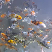 ماهی کوی نژاد دار و غذای کوی