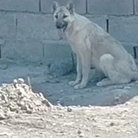 شاه توله سرابی اصیل