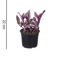 گیاه برگ بیدی صورتی (نانوک)