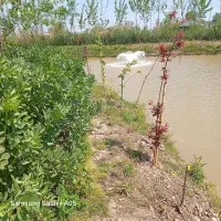 ماهی فروش گپور .فتوایی .بیگت .آمور فروش