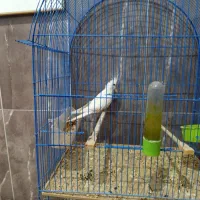 سلام یک عدد مرغ عشق بادوعروس هلندی